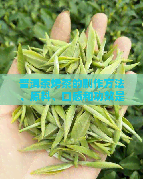 普洱茶烤茶的制作方法、原料、口感和功效是什么？