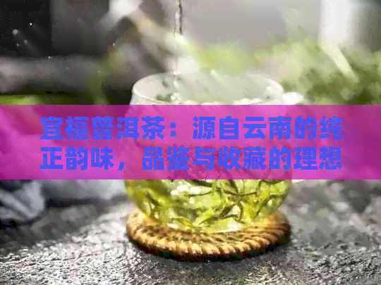 宜福普洱茶：源自云南的纯正韵味，品鉴与收藏的理想之选