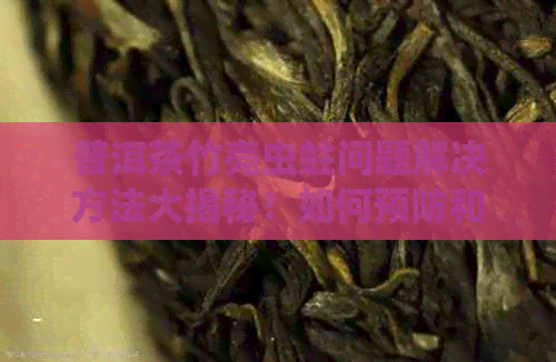 普洱茶竹壳虫蛀问题解决方法大揭秘！如何预防和修复？