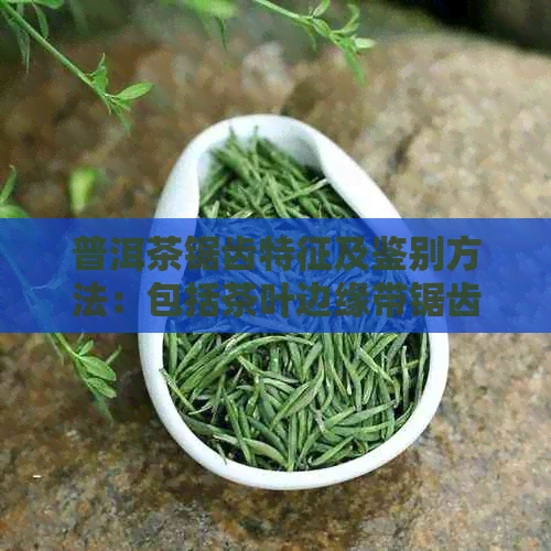 普洱茶锯齿特征及鉴别方法：包括茶叶边缘带锯齿、叶片锯齿明显等。