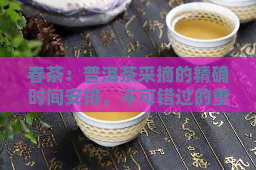 春茶：普洱茶采摘的精确时间安排，不可错过的重大通知