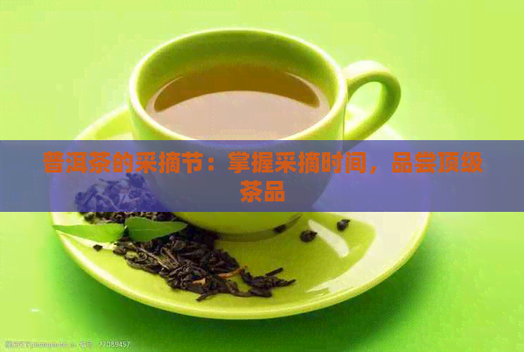 普洱茶的采摘节：掌握采摘时间，品尝顶级茶品