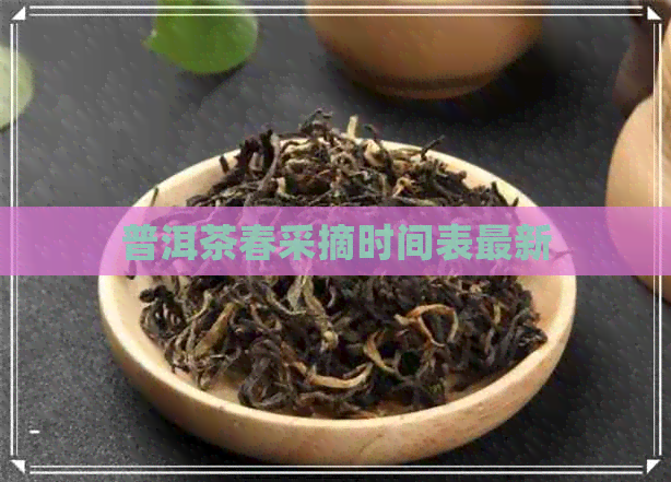 普洱茶春采摘时间表最新