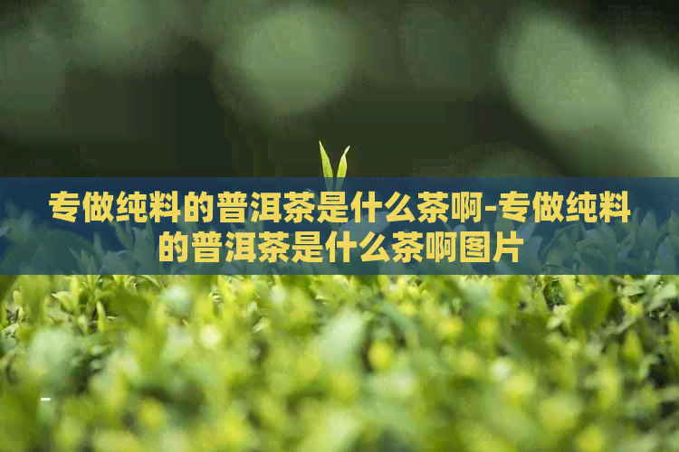 专做纯料的普洱茶是什么茶啊-专做纯料的普洱茶是什么茶啊图片