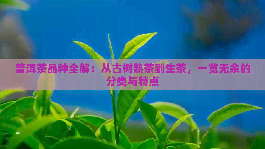 普洱茶品种全解：从古树熟茶到生茶，一览无余的分类与特点