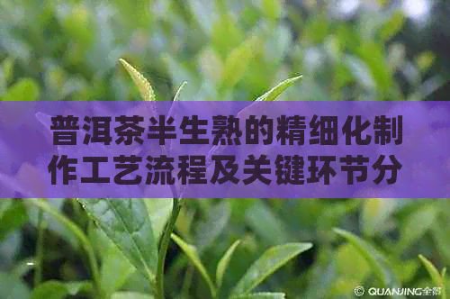 普洱茶半生熟的精细化制作工艺流程及关键环节分析