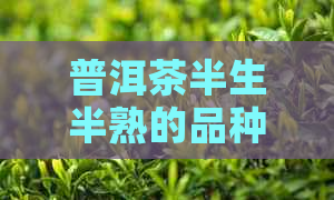 普洱茶半生半熟的品种名称及其特点：了解这一茶类的全面指南