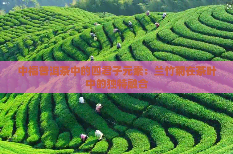 中福普洱茶中的四君子元素：兰竹菊在茶叶中的独特融合