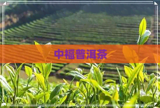 中福普洱茶