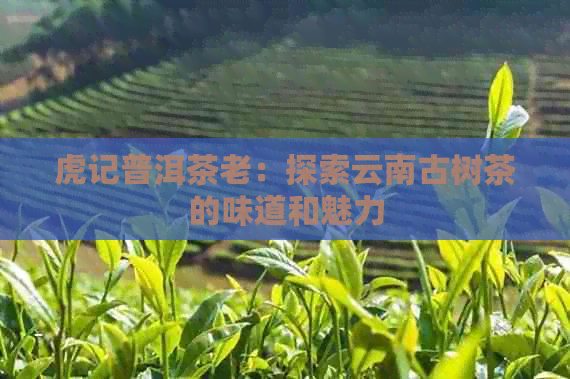 虎记普洱茶老：探索云南古树茶的味道和魅力