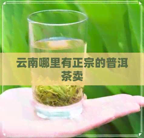 云南哪里有正宗的普洱茶卖