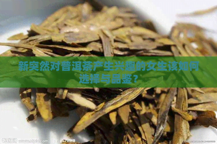 新突然对普洱茶产生兴趣的女生该如何选择与品鉴？