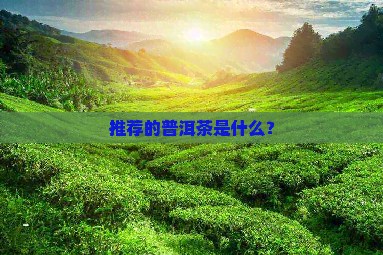 推荐的普洱茶是什么？