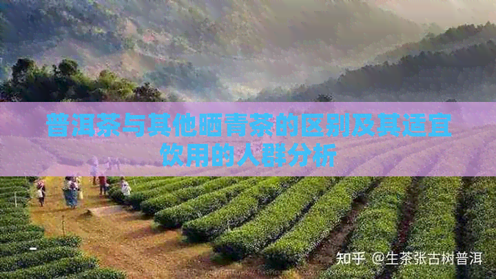 普洱茶与其他晒青茶的区别及其适宜饮用的人群分析