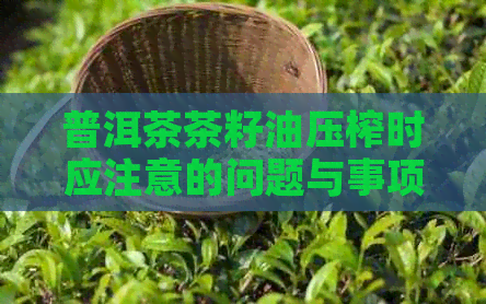 普洱茶茶籽油压榨时应注意的问题与事项