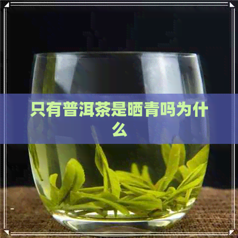 只有普洱茶是晒青吗为什么