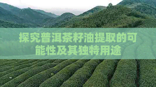 探究普洱茶籽油提取的可能性及其独特用途