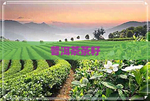 普洱茶茶籽