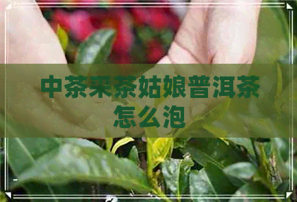 中茶采茶姑娘普洱茶怎么泡