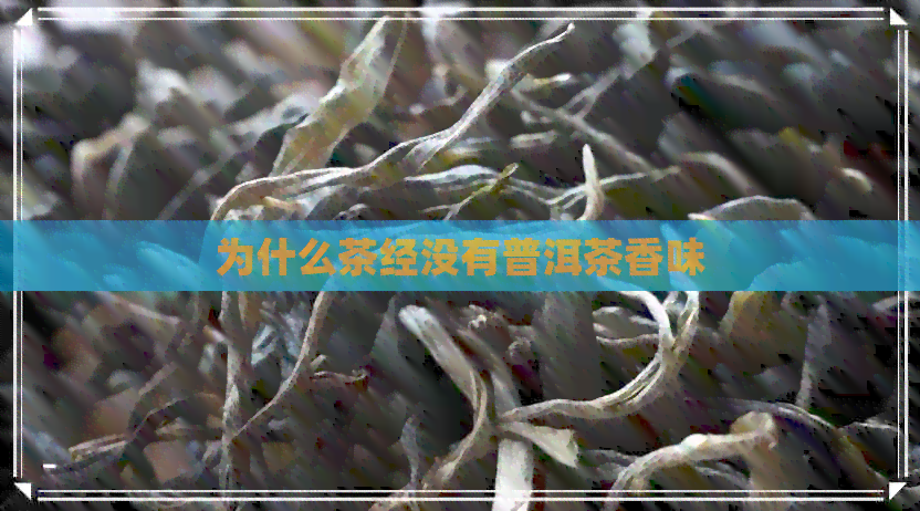 为什么茶经没有普洱茶香味