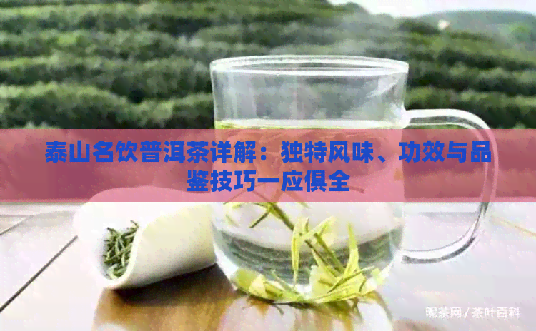 泰山名饮普洱茶详解：独特风味、功效与品鉴技巧一应俱全