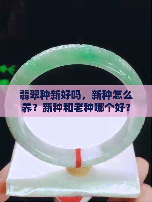 翡翠种新好吗，新种怎么养？新种和老种哪个好？