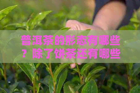 普洱茶的形态有哪些？除了饼茶还有哪些形式？