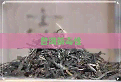 普洱茶性