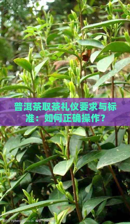 普洱茶取茶礼仪要求与标准：如何正确操作？