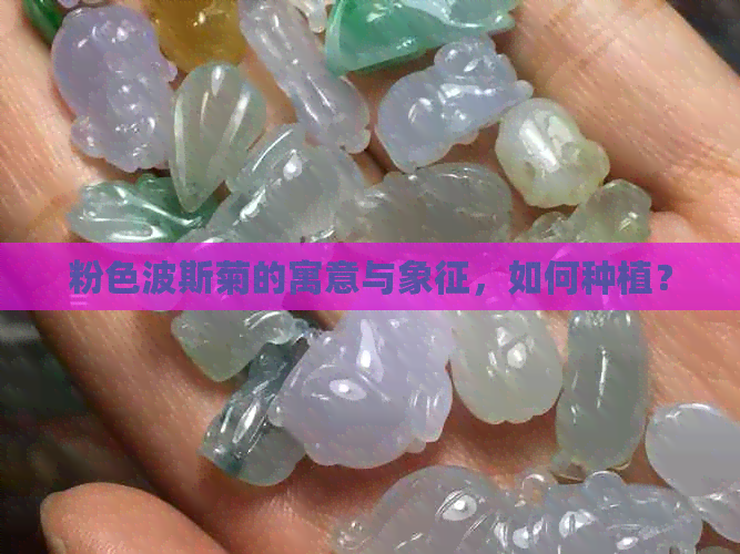 粉色波斯菊的寓意与象征，如何种植？