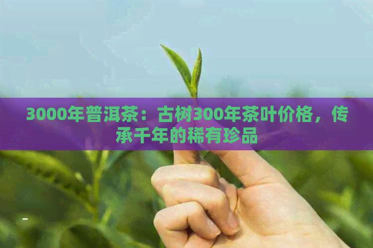 3000年普洱茶：古树300年茶叶价格，传承千年的稀有珍品