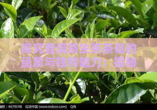 探究普洱茶生茶茶毫的品质与独特魅力：揭秘茶叶的制作工艺与口感特征