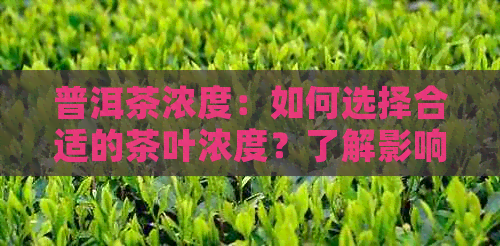 普洱茶浓度：如何选择合适的茶叶浓度？了解影响因素和冲泡方法