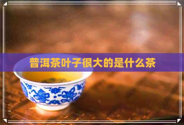 普洱茶叶子很大的是什么茶