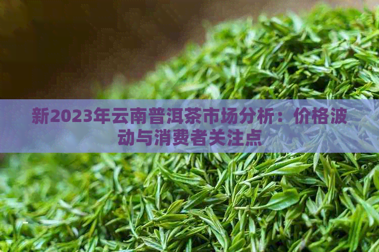 新2023年云南普洱茶市场分析：价格波动与消费者关注点