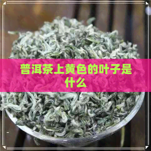 普洱茶上黄色的叶子是什么