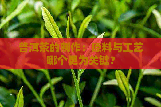 普洱茶的制作：原料与工艺哪个更为关键？