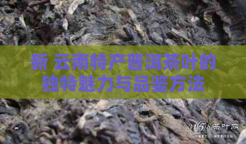 新 云南特产普洱茶叶的独特魅力与品鉴方法