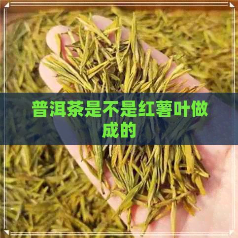 普洱茶是不是红薯叶做成的