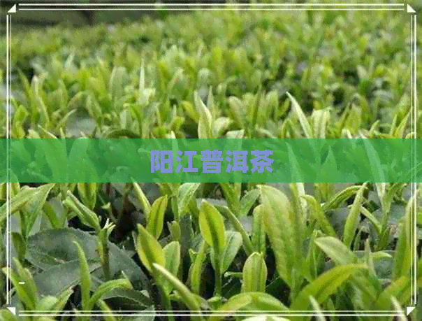 阳江普洱茶