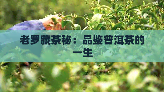 老罗藏茶秘：品鉴普洱茶的一生