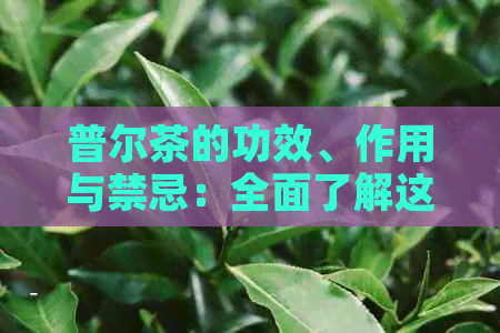 普尔茶的功效、作用与禁忌：全面了解这种茶对身体的影响