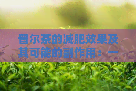 普尔茶的减肥效果及其可能的副作用：一个全面的分析