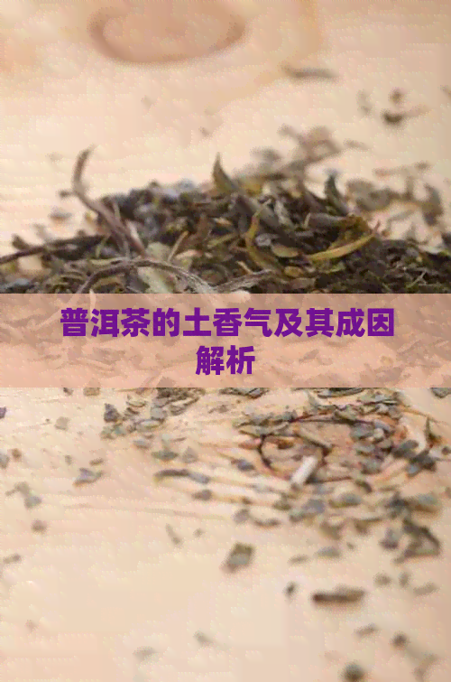 普洱茶的土香气及其成因解析