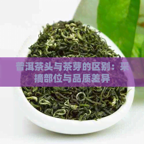 普洱茶头与茶芽的区别：采摘部位与品质差异