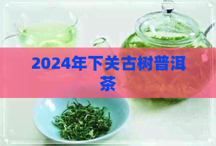 2024年下关古树普洱茶