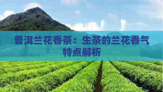 普洱兰花香茶：生茶的兰花香气特点解析