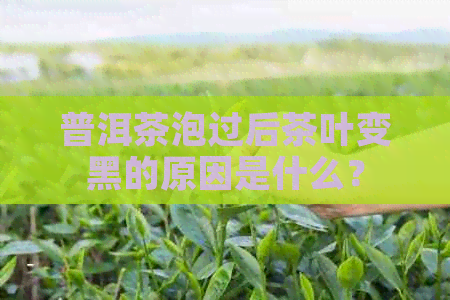 普洱茶泡过后茶叶变黑的原因是什么？