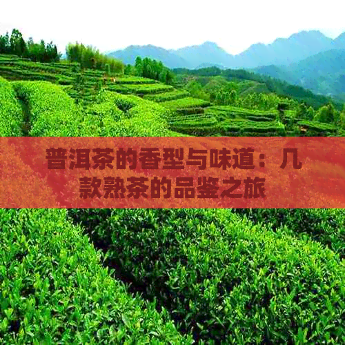 普洱茶的香型与味道：几款熟茶的品鉴之旅