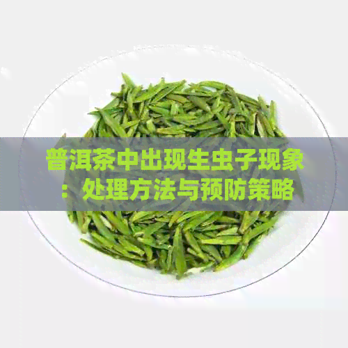 普洱茶中出现生虫子现象：处理方法与预防策略